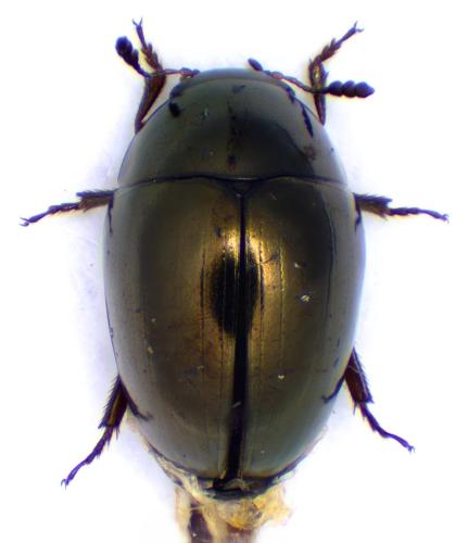 Olibrus aeneus